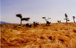 tef harvest